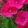 Phlox paniculata 'Red Riding Hood', flowers