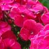 Phlox paniculata 'Red Riding Hood', flowers