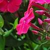 Phlox paniculata 'Red Riding Hood', flowers