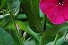 Phlox paniculata 'Red Riding Hood', flowers