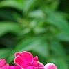 Phlox paniculata 'Red Riding Hood', flowers