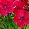 Phlox paniculata 'Red Riding Hood', flowers