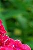 Phlox paniculata 'Red Riding Hood', flowers