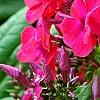 Phlox paniculata 'Red Riding Hood', flowers