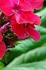 Phlox paniculata 'Red Riding Hood', flowers