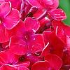 Phlox paniculata 'Red Riding Hood', flowers