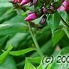 Phlox paniculata 'Red Riding Hood', flowers