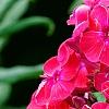 Phlox paniculata 'Red Riding Hood', flowers