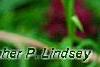 Phlox pilosa, flowers