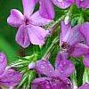 Phlox pilosa, flowers
