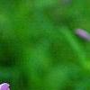 Phlox pilosa, flowers