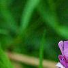 Phlox pilosa, flowers