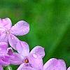 Phlox pilosa, flowers