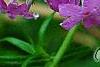 Phlox pilosa, flowers