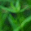 Phlox pilosa, flowers