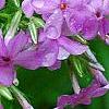 Phlox pilosa, flowers