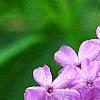 Phlox pilosa, flowers