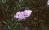 Phlox Spring Pearl 'Miss Mary', habit