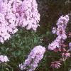 Phlox Spring Pearl 'Miss Mary', habit