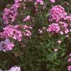 Phlox Spring Pearl 'Miss Mary', habit