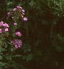 Phlox Spring Pearl 'Miss Mary', habit