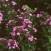 Phlox Spring Pearl 'Miss Mary', habit