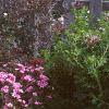Phlox Spring Pearl 'Miss Mary', habit