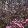 Phlox Spring Pearl 'Miss Mary', habit