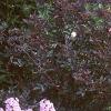 Phlox Spring Pearl 'Miss Mary', habit