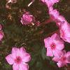 Phlox Spring Pearl 'Miss Mary', flowers