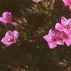 Phlox Spring Pearl 'Miss Mary', flowers