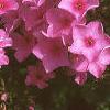 Phlox Spring Pearl 'Miss Mary', flowers
