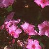 Phlox Spring Pearl 'Miss Mary', flowers