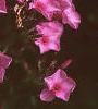 Phlox Spring Pearl 'Miss Mary', flowers