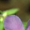 Phlox stolonifera 'Karl-Otto's Blue', flowers