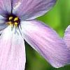 Phlox stolonifera 'Karl-Otto's Blue', flowers
