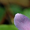 Phlox stolonifera 'Karl-Otto's Blue', flowers