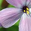 Phlox stolonifera 'Karl-Otto's Blue', flowers