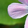 Phlox stolonifera 'Karl-Otto's Blue', flowers