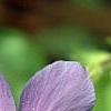 Phlox stolonifera 'Karl-Otto's Blue', flowers