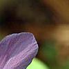 Phlox stolonifera 'Karl-Otto's Blue', flowers