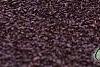 Phlox stolonifera 'Sherwood Purple', habit