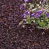 Phlox stolonifera 'Sherwood Purple', habit
