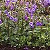 Phlox stolonifera 'Sherwood Purple', habit