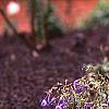 Phlox stolonifera 'Sherwood Purple', habit
