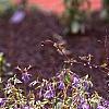 Phlox stolonifera 'Sherwood Purple', habit
