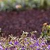Phlox stolonifera 'Sherwood Purple', habit