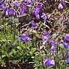 Phlox stolonifera 'Sherwood Purple', habit