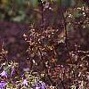 Phlox stolonifera 'Sherwood Purple', habit