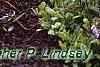 Phlox stolonifera 'Sherwood Purple', habit